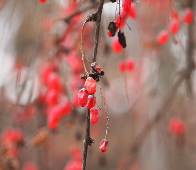 写真 木の上で育つ赤いベリーのクローズアップ