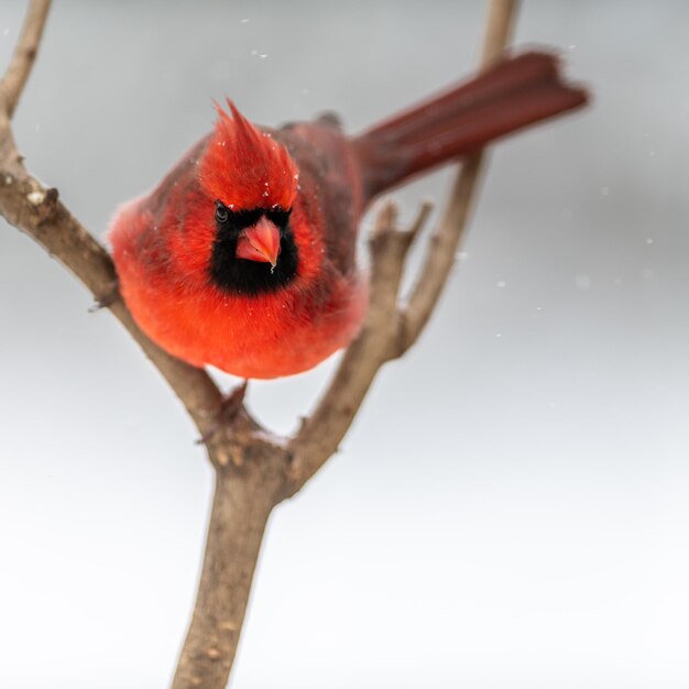 写真 枝 の 上 の 赤い ベリー の クローズアップ