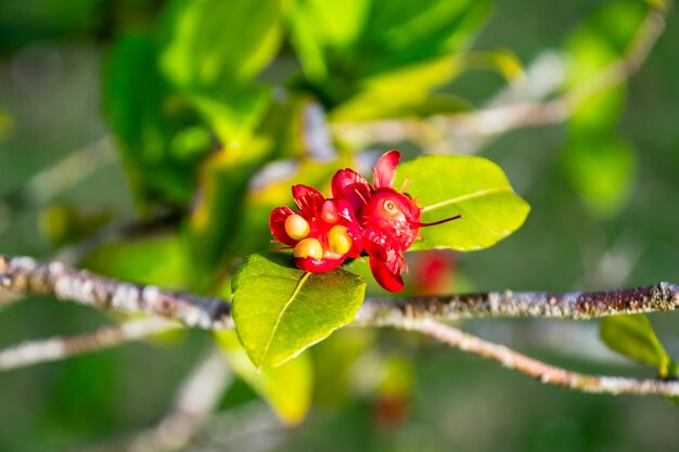 写真 植物 の 上 の 赤い ベリー の クローズアップ