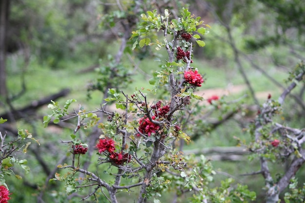 写真 植物上の赤いベリーのクローズアップ