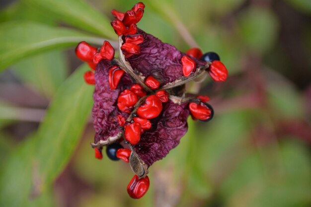 写真 植物上の赤いベリーのクローズアップ