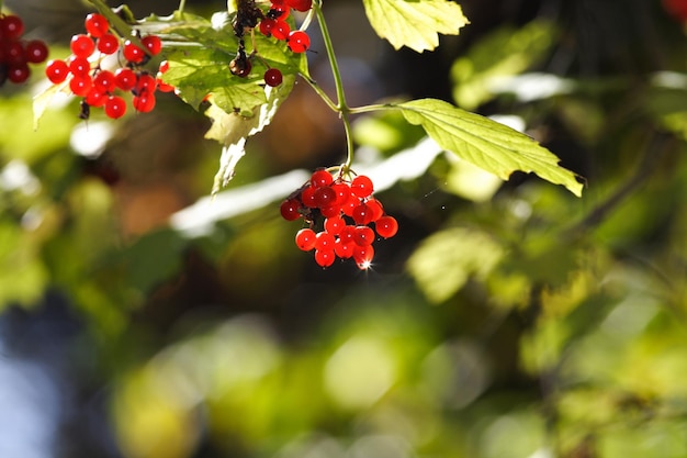 写真 植物上の赤いベリーのクローズアップ