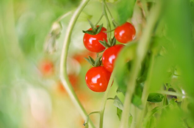 写真 植物上の赤いベリーのクローズアップ