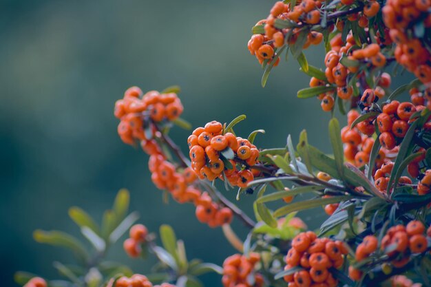 写真 植物 の 上 の 赤い ベリー の クローズアップ