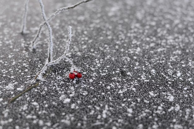 Фото Близкий план красных ягод на снегу