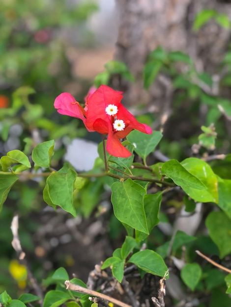 Фото Закрыть цветок красной бугенвилии глабра с зелеными листьями в саду