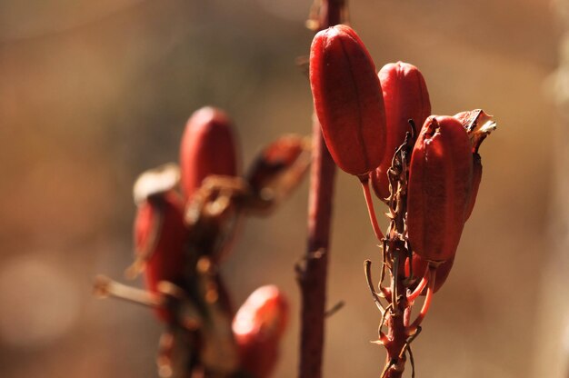 写真 植物の赤い芽のクローズアップ