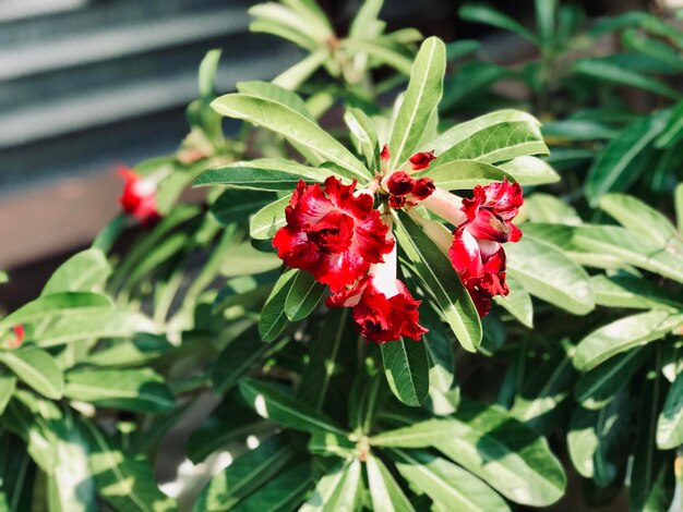 写真 植物上の赤い蝶のクローズアップ