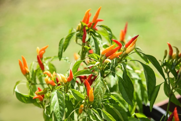 写真 植物 の 上 の 赤い チリ ペッパー の クローズアップ