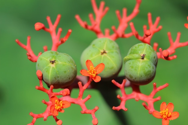 写真 植物に成長する赤い花と芽のクローズアップ