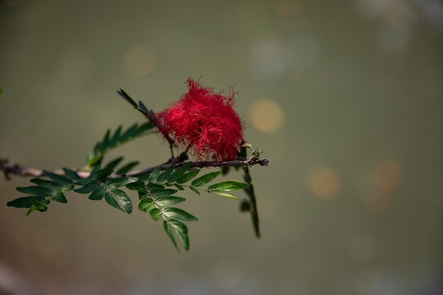 写真 赤い花の芽のクローズアップ