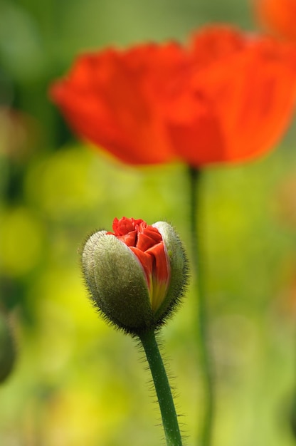 写真 赤い花の芽のクローズアップ