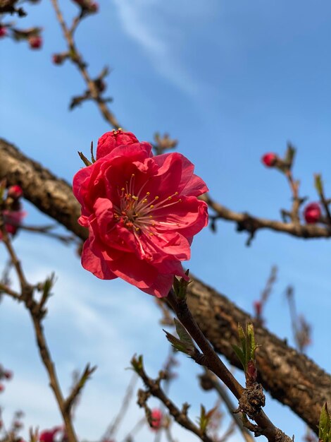 写真 空に照らされた枝の赤い花のクローズアップ