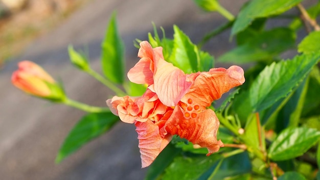 写真 植物の赤い花のクローズアップ