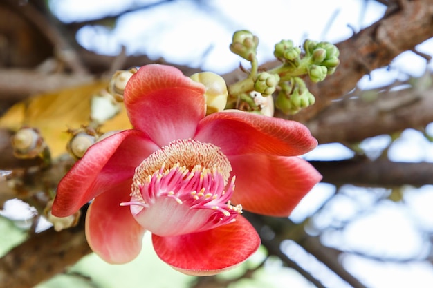 写真 外の赤い花のクローズアップ