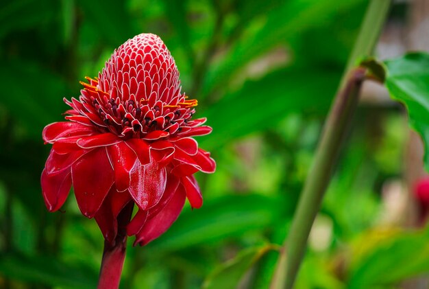 写真 森の背景を持つ赤い花のクローズ アップ