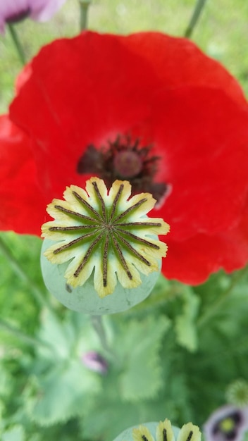 写真 赤い花のクローズアップ