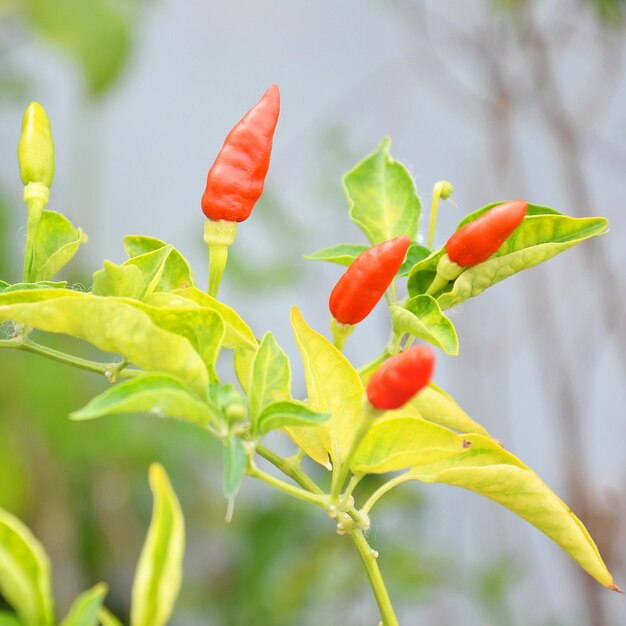 写真 赤い花のクローズアップ