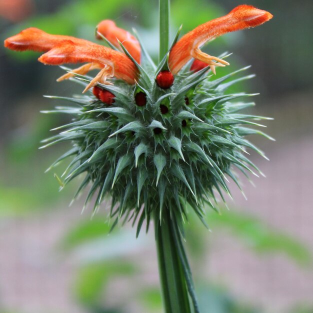 写真 赤い花のクローズアップ