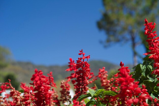 写真 空に照らされた赤い花の植物のクローズアップ