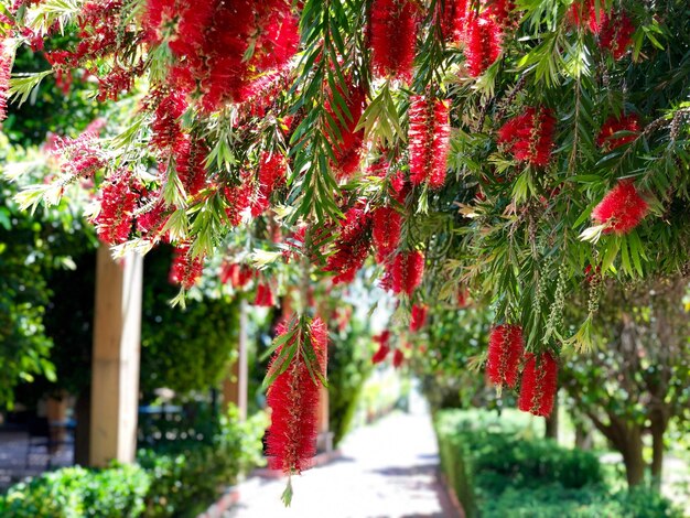 写真 木にぶら下がっている赤い花の植物のクローズアップ