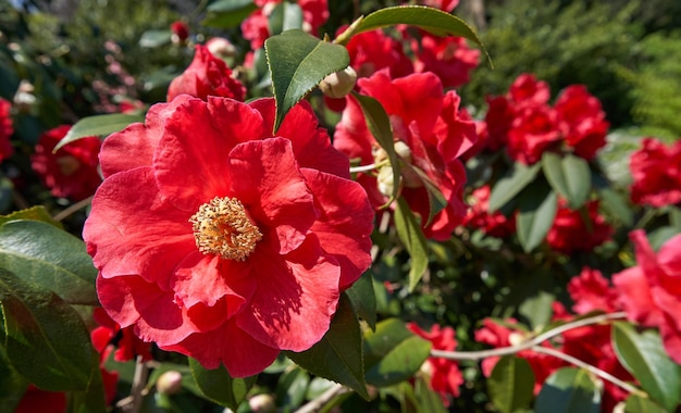 写真 公園の赤い花の植物のクローズアップ