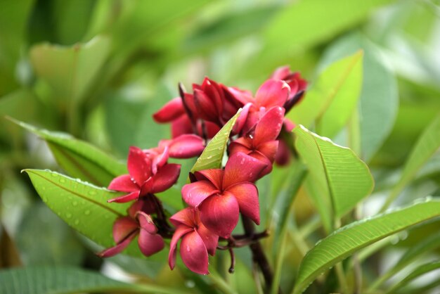 写真 赤い花を ⁇ かせる植物の葉のクローズアップ