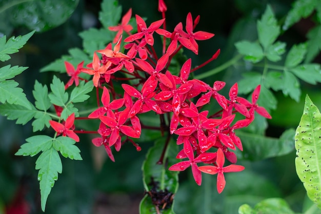 写真 赤い花の植物の葉のクローズアップ