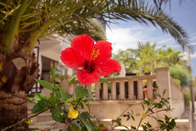 写真 赤い花の植物のクローズアップ 地中海庭園