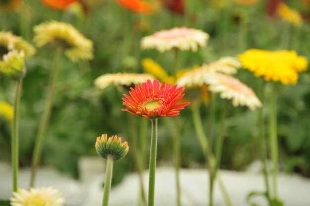 写真 畑の赤い花の植物のクローズアップ