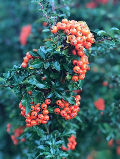 写真 赤い花の植物のクローズアップ