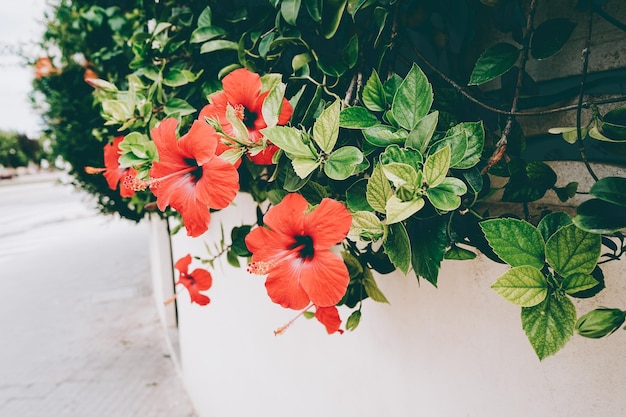 写真 赤い花の植物のクローズアップ