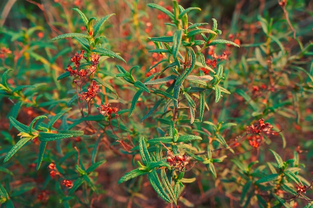 写真 赤い花の植物のクローズアップ