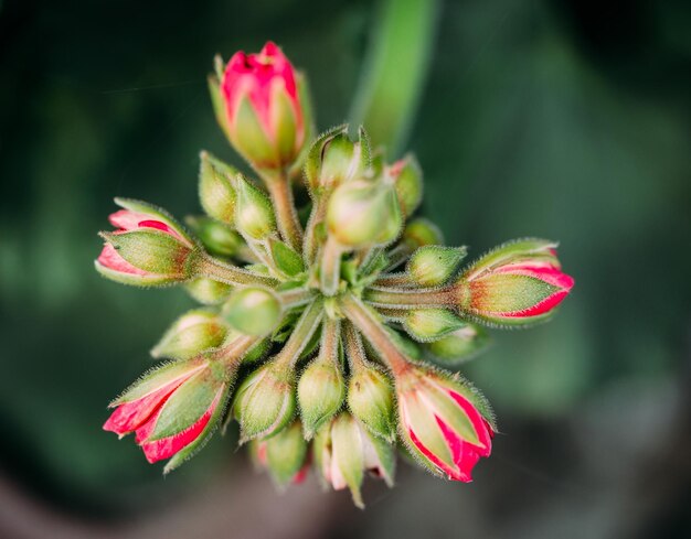 写真 赤い花の植物のクローズアップ