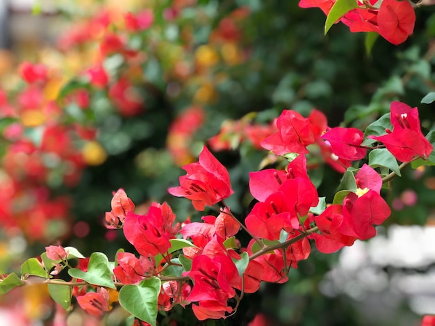 写真 赤い花の植物のクローズアップ