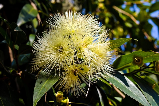 写真 赤い花の植物のクローズアップ