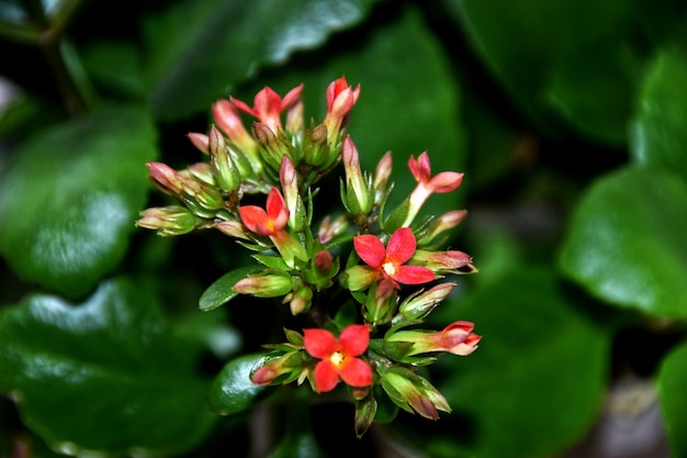 写真 赤い花の植物のクローズアップ