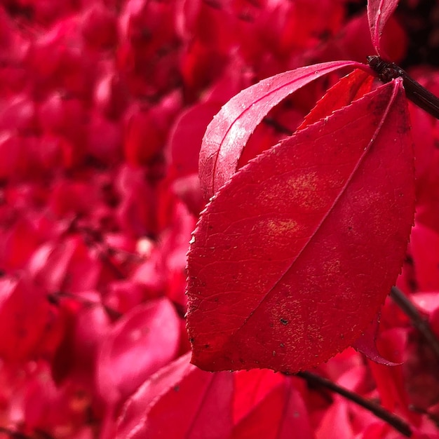 写真 赤い花の植物のクローズアップ