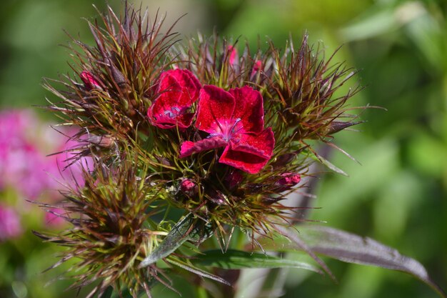 写真 赤い花の植物のクローズアップ