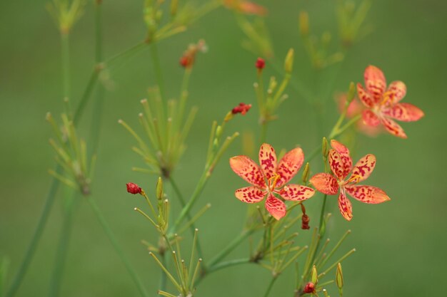 写真 赤い花の植物のクローズアップ