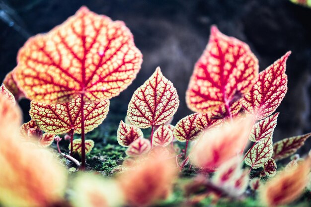 写真 赤い花の植物のクローズアップ