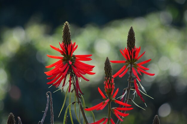 写真 赤い花の植物のクローズアップ