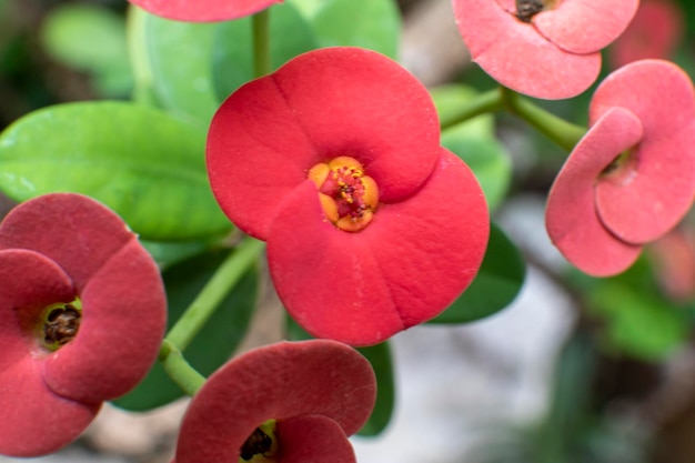 写真 赤い花の植物のクローズアップ