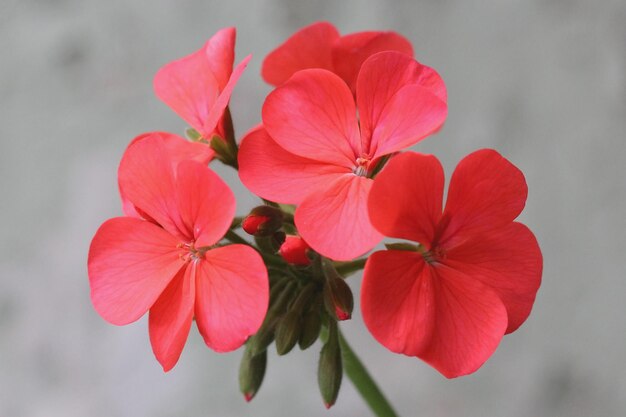 写真 赤い花の植物のクローズアップ