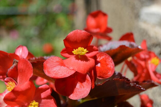 写真 赤い花の植物のクローズアップ