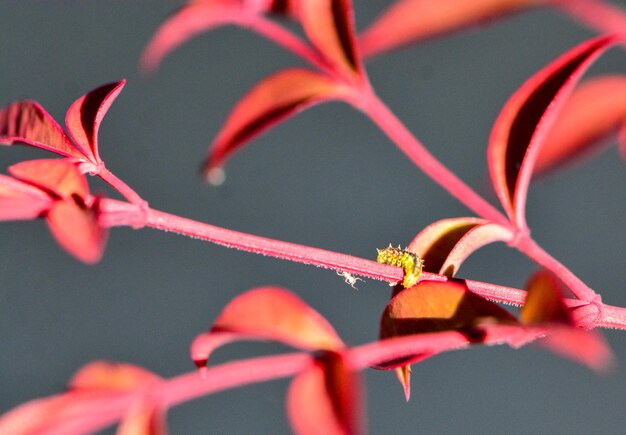 写真 赤い花の植物のクローズアップ