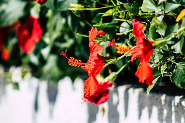 写真 赤い花の植物のクローズアップ