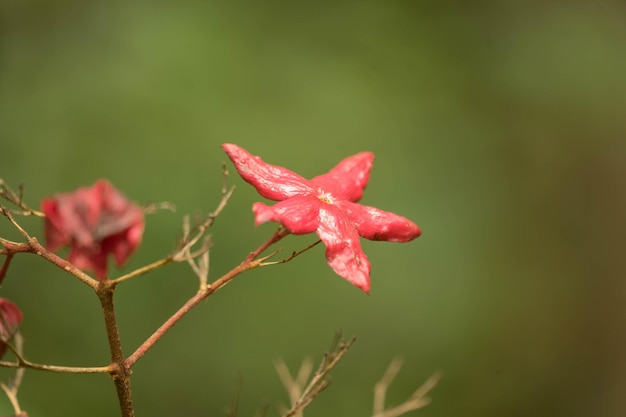 写真 赤い花の植物のクローズアップ