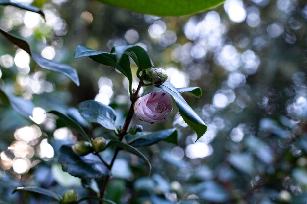 写真 赤い花の植物のクローズアップ