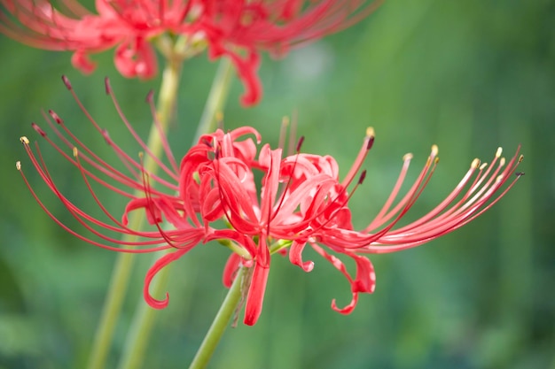 写真 赤い花の植物のクローズアップ